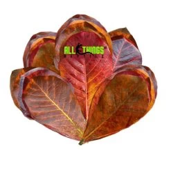 ATR INDIAN ALMOND LEAVES 7"-12" (CATAPPA) Dried Grade A 10 Pack
