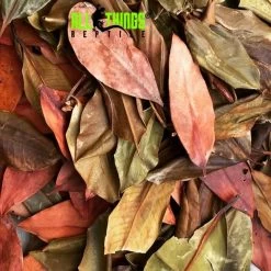 ATR MANGROVE LEAVES Dried Grade A 10 Pack