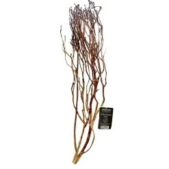 ATR Natural Tea Tree Bush - Medium (approx. 24")