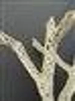 CHOLLA BRANCH SANDBLASTED 18" - 24" -Repti Life Shop all things reptile cholla branch sandblasted 18 24 21630.1620679537