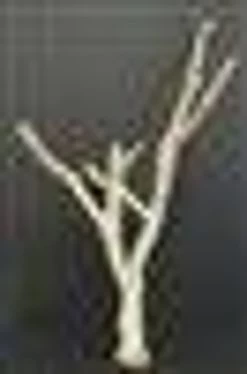 CHOLLA BRANCH SANDBLASTED 18" - 24" -Repti Life Shop all things reptile cholla branch sandblasted 18 24 99916.1620674137