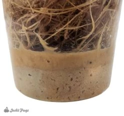 Josh's Frogs Hydei Fruit Fly Media | 1.5 Lbs / 1.35 Quarts (makes 10 Fruit Fly Cultures) -Repti Life Shop all things reptile joshs frogs hydei fruit fly media or 1.5 lbs 1.35 quarts makes 10 fruit fly cultures 69899.1714199833