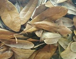 Live Oak Leaves (Leaf Litter) 2oz