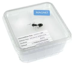 Magnet "Ant" In Cricket Box