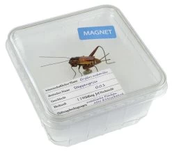 Magnet "Cricket" In Cricket Box