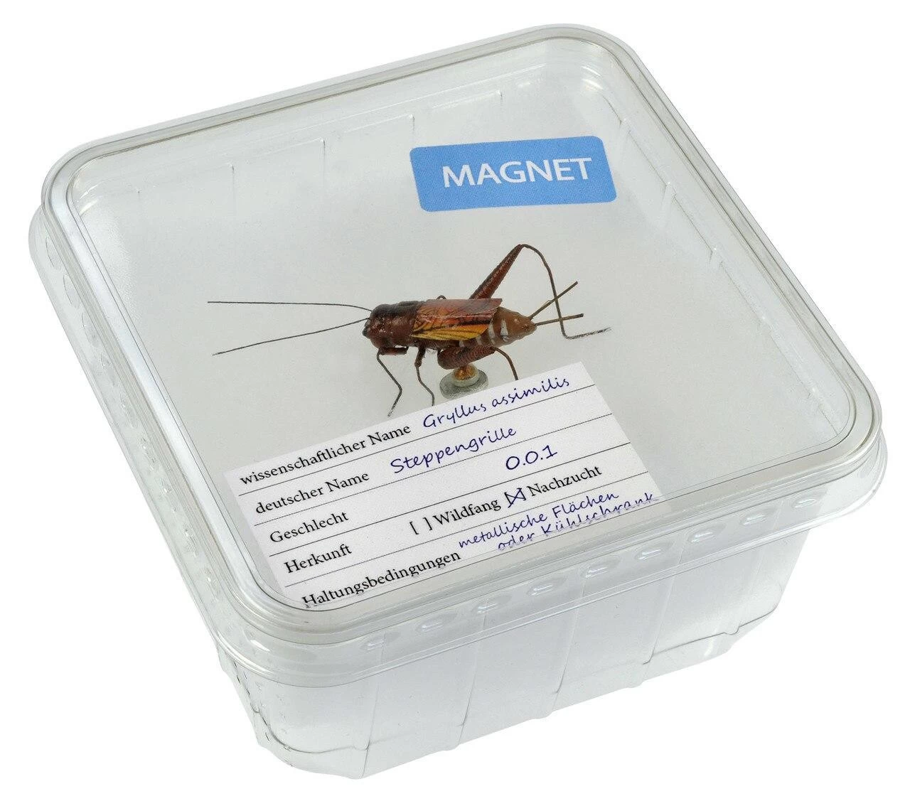 Magnet "Cricket" In Cricket Box 1 Magnet "Cricket" In Cricket Box