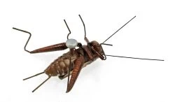 Magnet "Cricket" In Cricket Box 5 Magnet "Cricket" In Cricket Box -Repti Life Shop all things reptile magnet cricket in cricket box 28827.1620679160