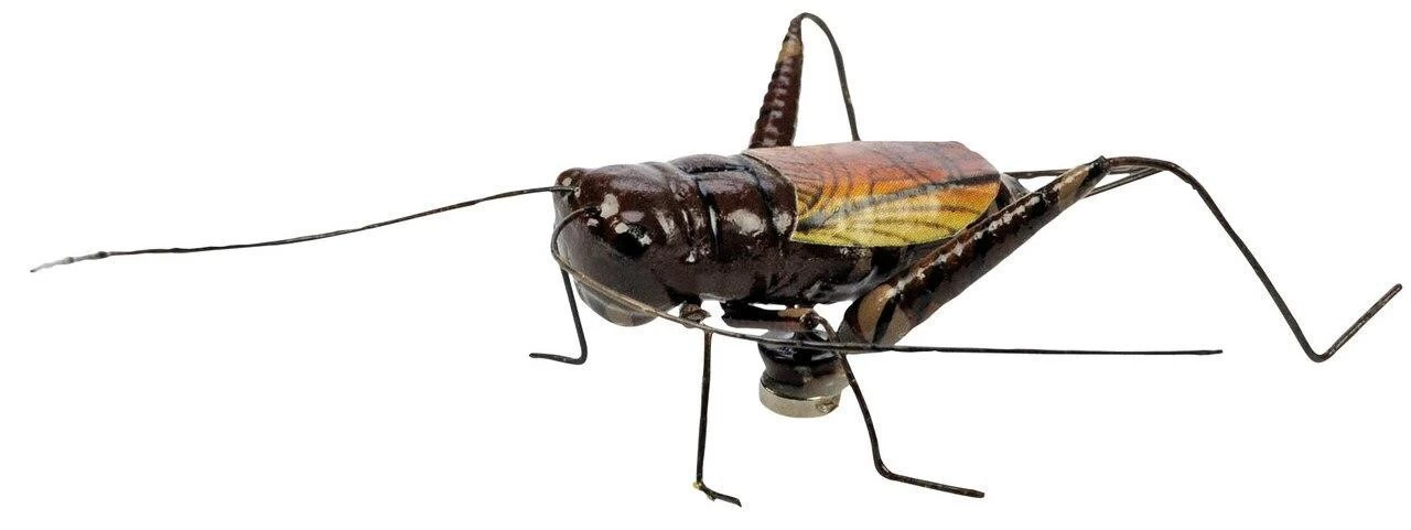 Magnet "Cricket" In Cricket Box 2 Magnet "Cricket" In Cricket Box - Image 2