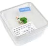 Magnet "Red-Eyed Tree Frog" In Cricket Box