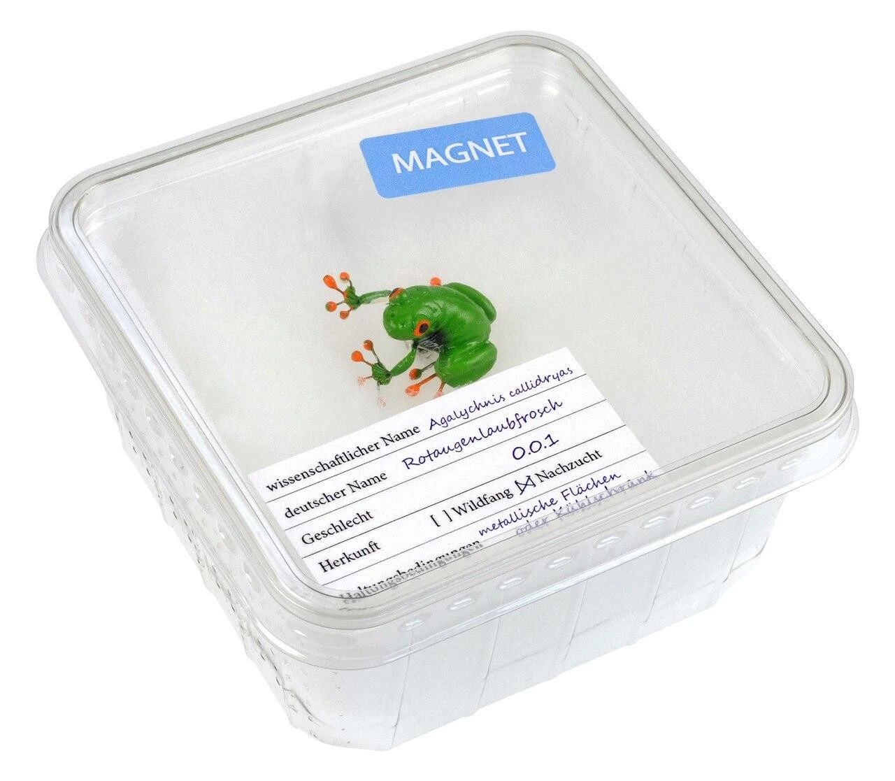 Magnet "Red-Eyed Tree Frog" In Cricket Box 1 Magnet "Red-Eyed Tree Frog" In Cricket Box