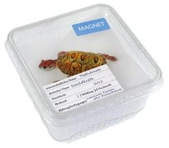 Magnet "Turtle" In Cricket Box