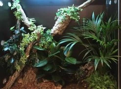 Arcadia 22w LED Jungle Dawn E27 -Repti Life Shop arcadia arcadia 22w led jungle dawn e27 97557.1620675329