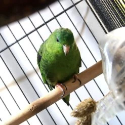 Arcadia Bird PureSun MIDI 2.4% UVB 14W 22" 17 Arcadia Bird PureSun MIDI 2.4% UVB 14W 22" -Repti Life Shop arcadia arcadia bird puresun midi 2.4percent uvb 23569.1677783940