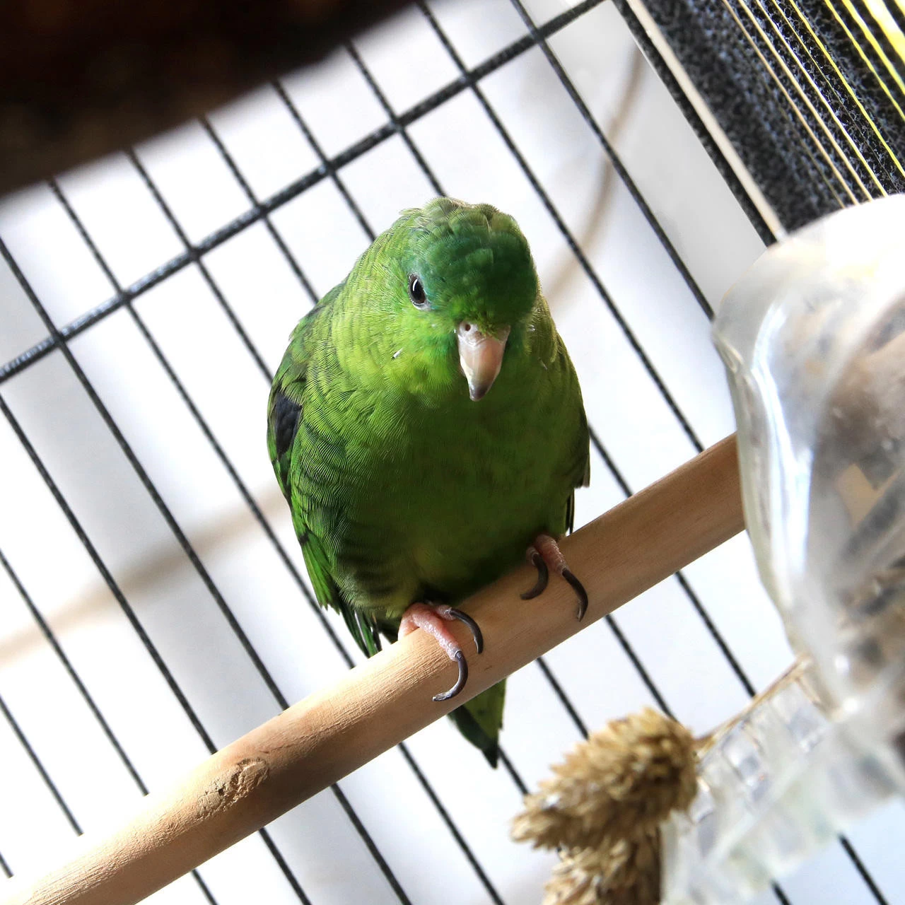 Arcadia Bird PureSun MIDI 2.4% UVB 14W 22" 7 Arcadia Bird PureSun MIDI 2.4% UVB 14W 22" - Image 7