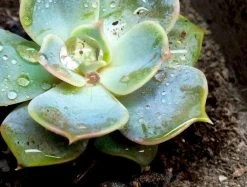 ARCADIA EARTHMIX 10Ltr Bag -Repti Life Shop arcadia arcadia earthmix 10ltr bag 33107.1710495629