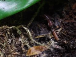 ARCADIA EARTHMIX 10Ltr Bag -Repti Life Shop arcadia arcadia earthmix 10ltr bag 55717.1710495629