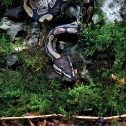 Arcadia Pro T5 ShadeDweller-Max Kit 2.5% UVB 14W -Repti Life Shop arcadia arcadia pro t5 shadedweller max kit 2.5percent uvb 14w 29518.1678297724