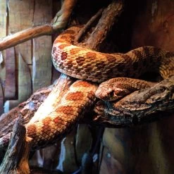 Arcadia Pro T5 ShadeDweller-Max Kit 2.5% UVB 14W -Repti Life Shop arcadia arcadia pro t5 shadedweller max kit 2.5percent uvb 14w 89541.1678297723