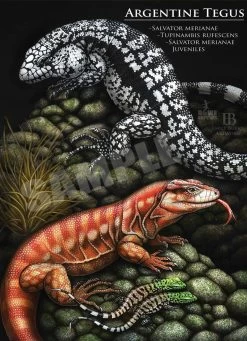 Argentine Tegus Print By Emily Burke