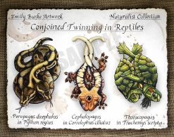 Conjoined Twinning In Reptiles Print By Emily Burke