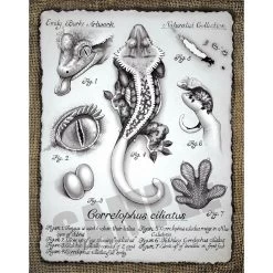 Correlophus Ciliatus Print By Emily Burke