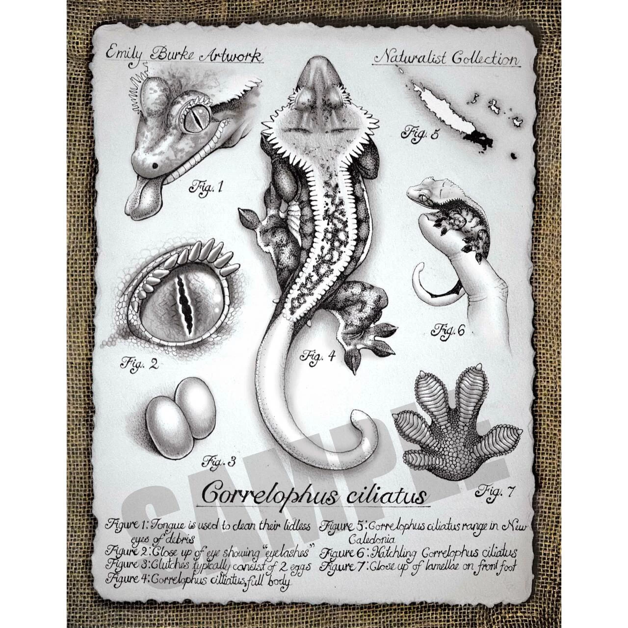 Correlophus Ciliatus Print By Emily Burke 1 Correlophus Ciliatus Print By Emily Burke