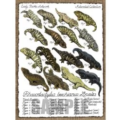 Leachianus Locale 18"x24" Poster By Emily Burke