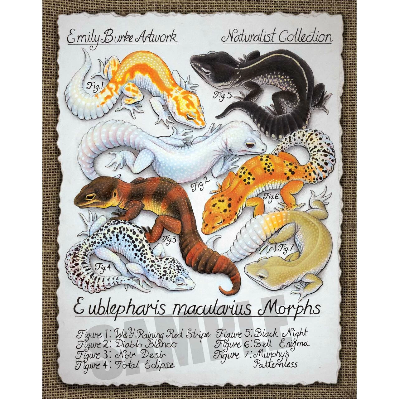 Leopard Gecko Morph Chart Print By Emily Burke 1 Leopard Gecko Morph Chart Print By Emily Burke