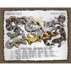 Leopard Gecko Species Chart Print By Emily Burke