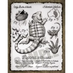 Pogona Vitticeps Print By Emily Burke