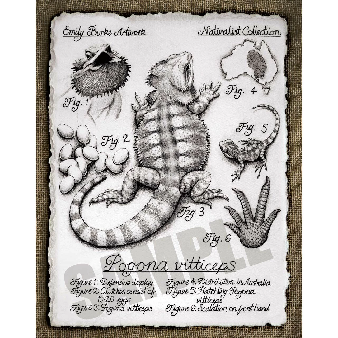 Pogona Vitticeps Print By Emily Burke 1 Pogona Vitticeps Print By Emily Burke