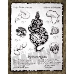 Python Regius Print By Emily Burke