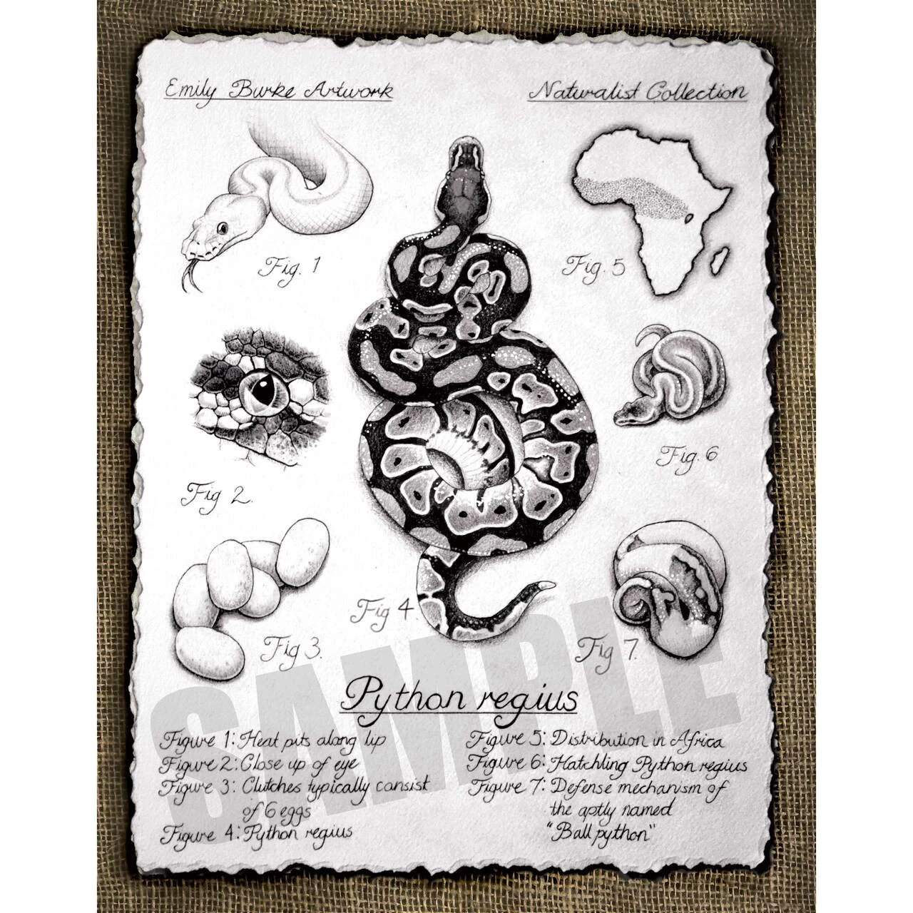 Python Regius Print By Emily Burke 1 Python Regius Print By Emily Burke