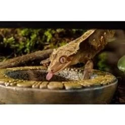 Repti Life Shop -Repti Life Shop exo terra exo terra aztec water dish medium 26695.1666376332