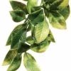 Exo Terra Hanging Mandarin Plant (Large 20" Long)