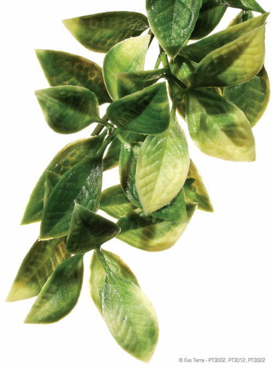 Exo Terra Hanging Mandarin Plant (Medium 12" Long) 1 Exo Terra Hanging Mandarin Plant (Medium 12" Long)