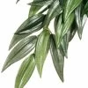 Exo Terra Hanging Ruscus Plant (Large 23" Long)