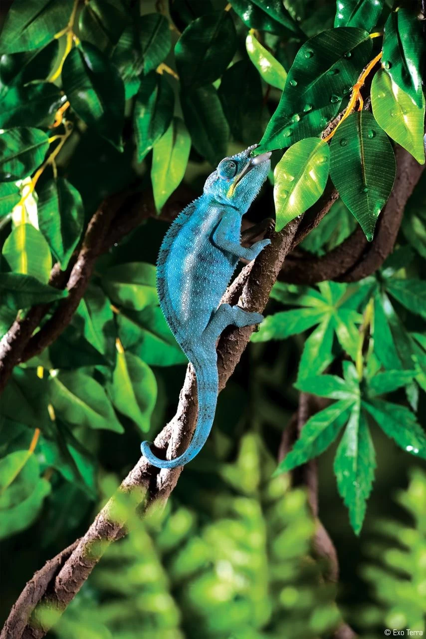 Exo Terra Jungle Vines (Small) 2 Exo Terra Jungle Vines (Small) - Image 2