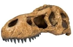 Exo Terra T-Rex Skull Hide (LARGE)