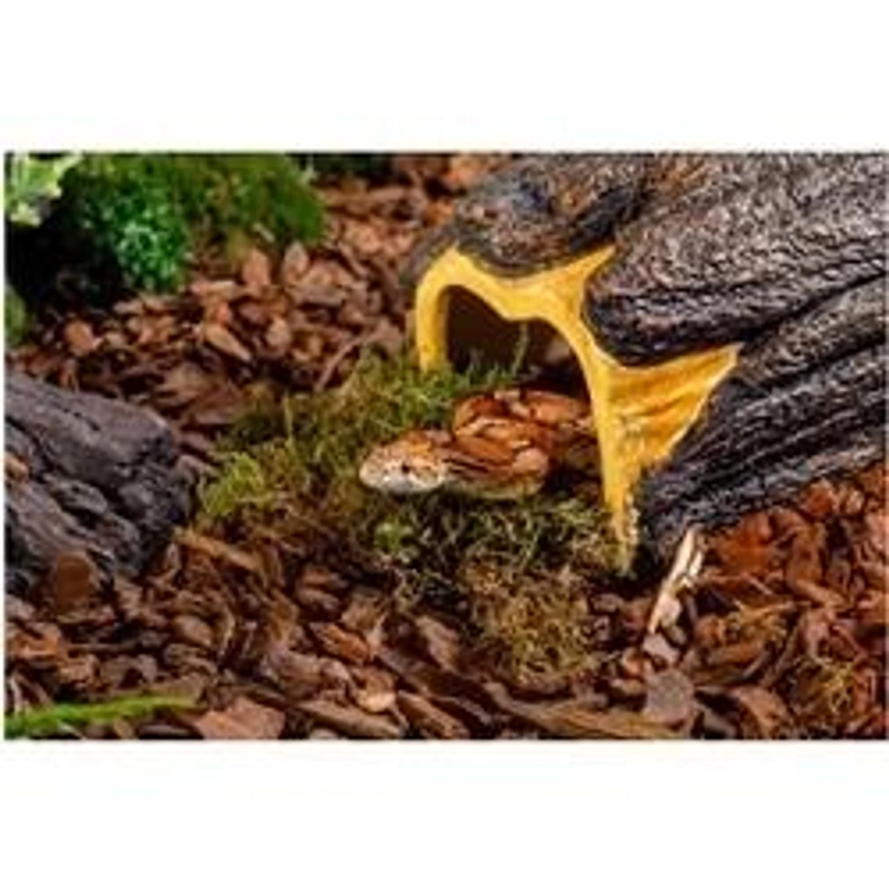 Exo Terra Wet Log - Medium (3.74 H X 4.7 W X 8 D) 5 Exo Terra Wet Log - Medium (3.74 H X 4.7 W X 8 D) - Image 5