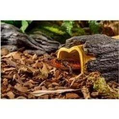 Exo Terra Wet Log - Medium (3.74 H X 4.7 W X 8 D) 7 Exo Terra Wet Log - Medium (3.74 H X 4.7 W X 8 D) -Repti Life Shop exo terra exo terra wet log medium 3.74 h x 4.7 w x 8 d 82114.1620678462