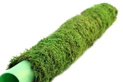 Galapagos Moss Poles 24"