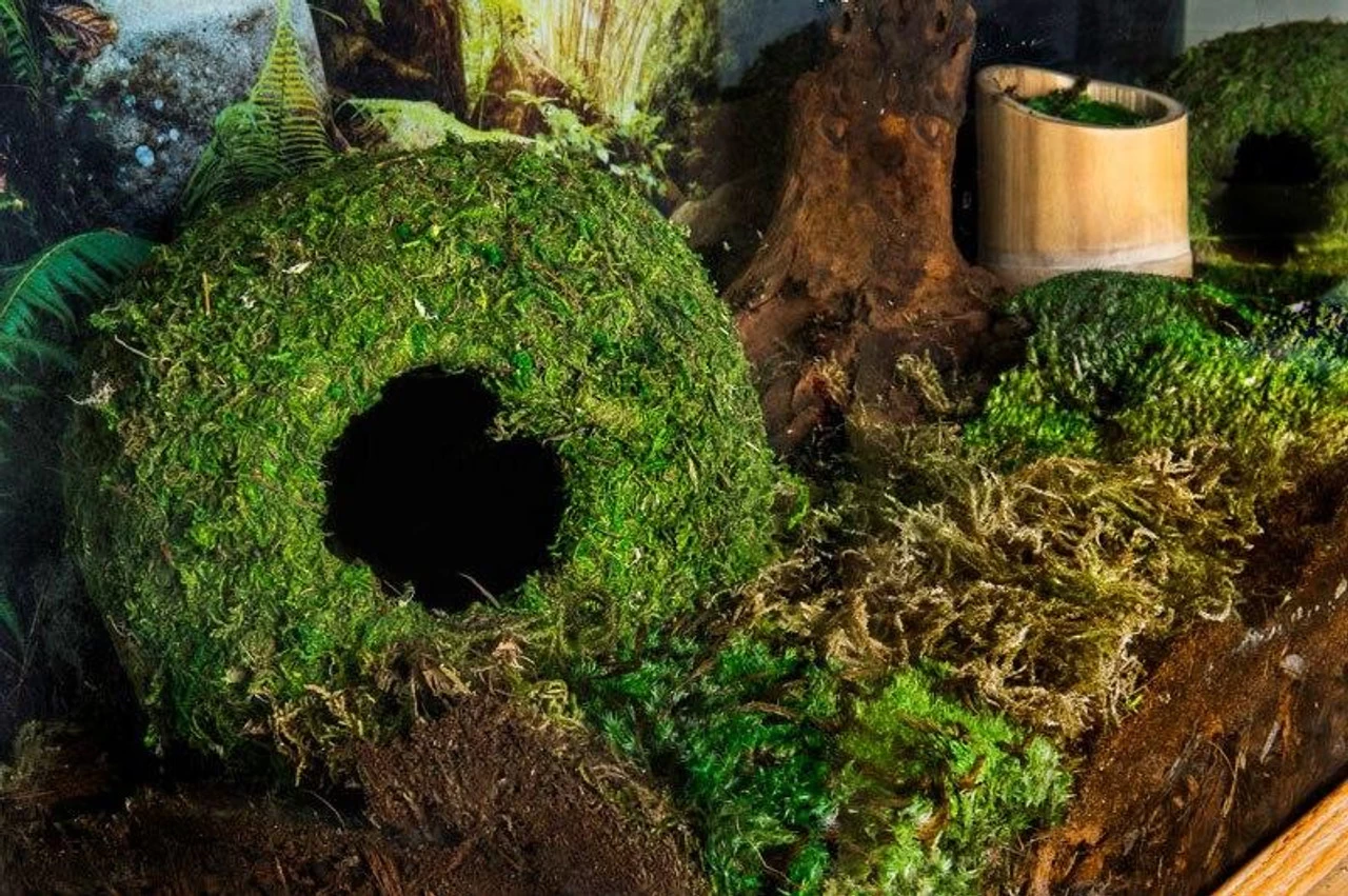 Galapagos Mossy Caves, Blond, 6" Diameter For Hiding & Humidity 2 Galapagos Mossy Caves, Blond, 6" Diameter For Hiding & Humidity - Image 2