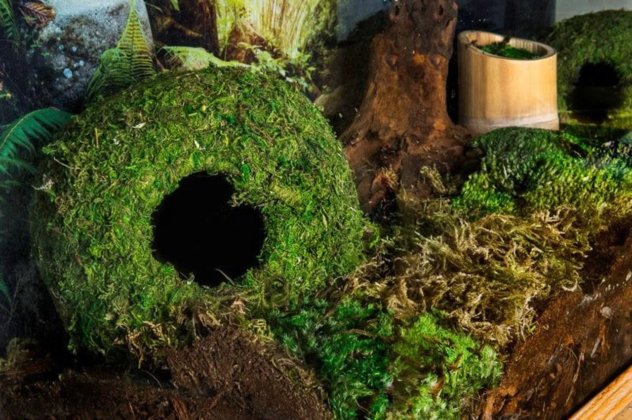 Galapagos Mossy Caves, Green, 4" Diameter For Hiding & Humidity 2 Galapagos Mossy Caves, Green, 4" Diameter For Hiding & Humidity - Image 2