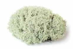 Galapagos Reindeer Moss