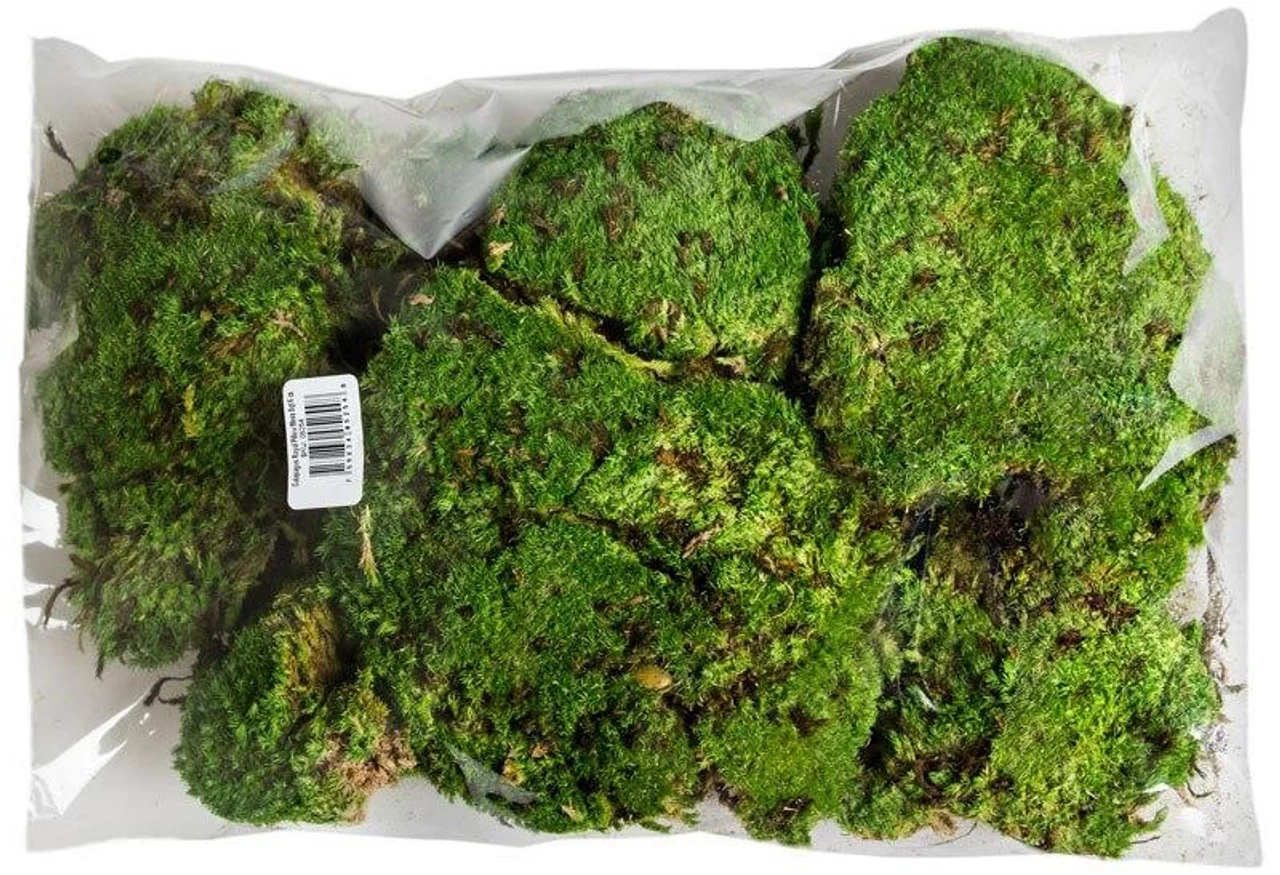 Galapagos Royal Pillow Moss Decorative Clumps Of Real Moss For Tropical & Forest Tanks 8Qt. 2 Galapagos Royal Pillow Moss Decorative Clumps Of Real Moss For Tropical & Forest Tanks 8Qt. - Image 2