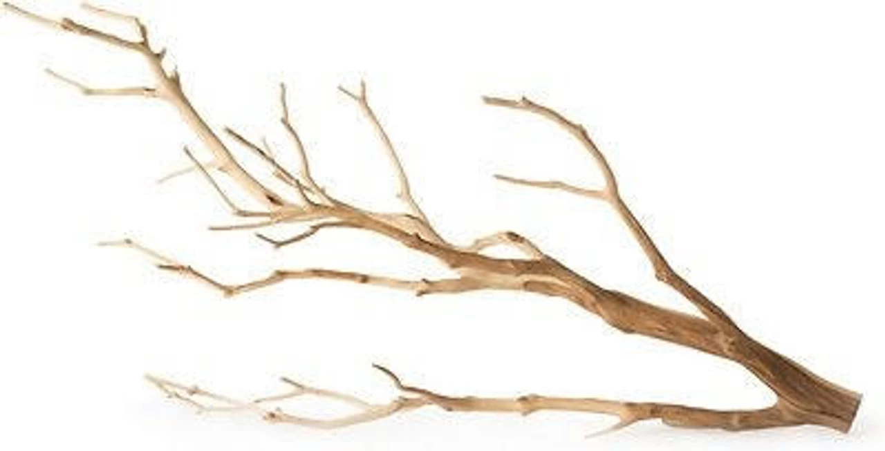 GALAPAGOS STAGHORN MANZANITA BRANCH 19"-24" 1 GALAPAGOS STAGHORN MANZANITA BRANCH 19"-24"