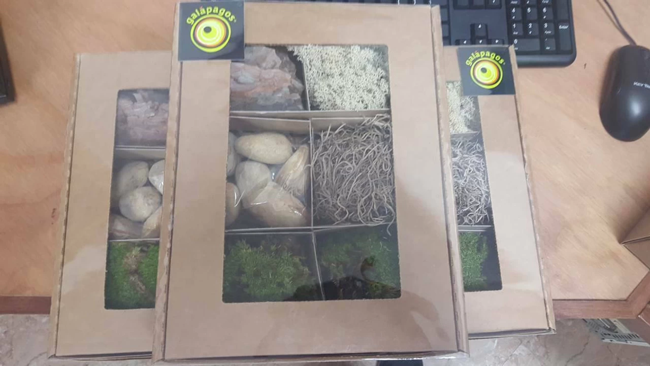 Galapagos Terrarium Starter Kits (Arid) 3 Galapagos Terrarium Starter Kits (Arid) - Image 3