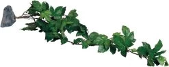 MagNaturals Tropical Vine Cluster