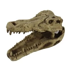 Pangea Crocodile Skull